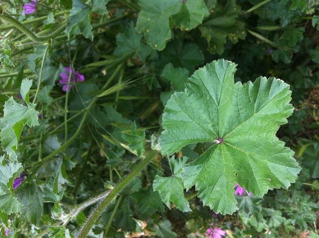Malva sylvestris